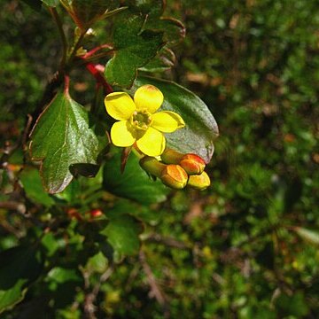 Ribes aureum var. gracillimum unspecified picture