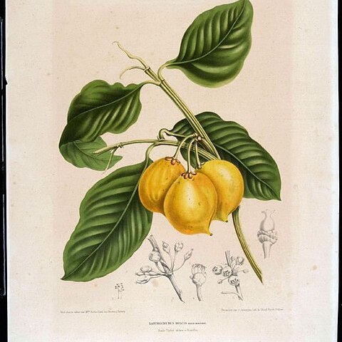 Garcinia dulcis unspecified picture