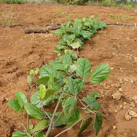 Canavalia hawaiiensis unspecified picture