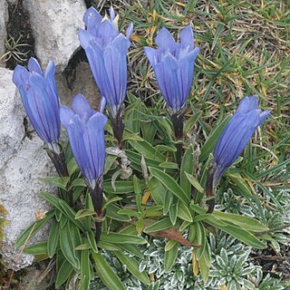 Gentiana froelichii unspecified picture