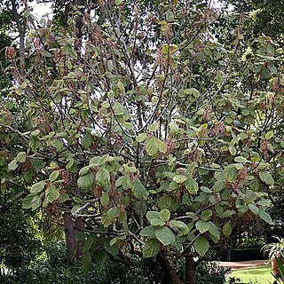 Myriocarpa unspecified picture