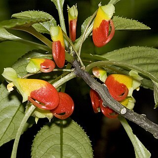 Impatiens niamniamensis unspecified picture