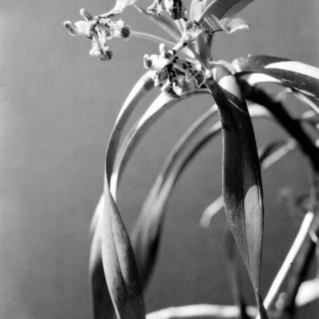 Vanda hastifera unspecified picture