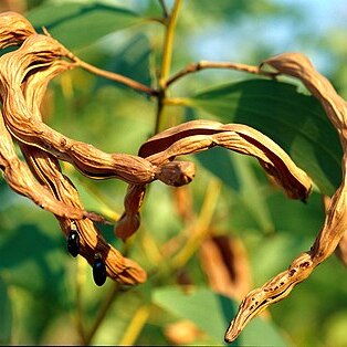 Acacia tumida unspecified picture