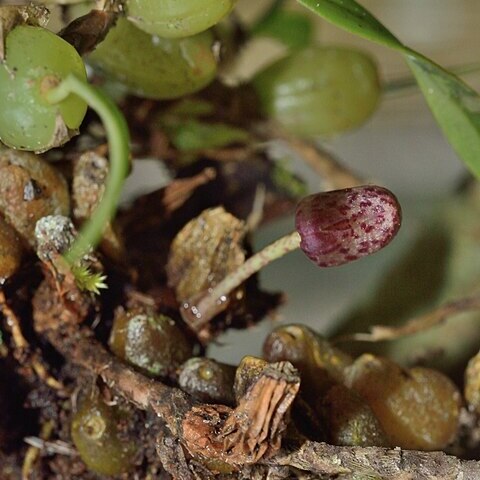 Bulbophyllum griffithii unspecified picture