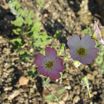 Monsonia umbellata unspecified picture