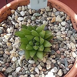 Haworthia monticola var. asema unspecified picture