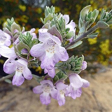 Prostanthera ammophila unspecified picture