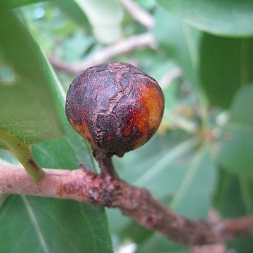 Xanthostemon paradoxus unspecified picture