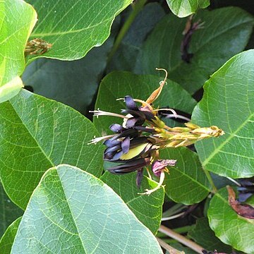 Kennedia nigricans unspecified picture