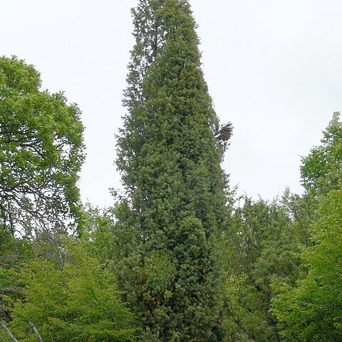 Juniperus deltoides unspecified picture