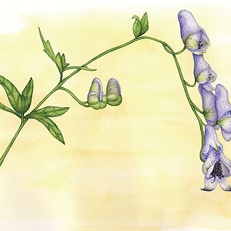 Aconitum volubile unspecified picture