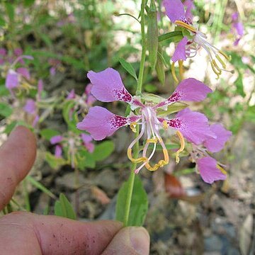 Clarkia mildrediae unspecified picture