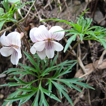 Viola chaerophylloides var. sieboldiana unspecified picture