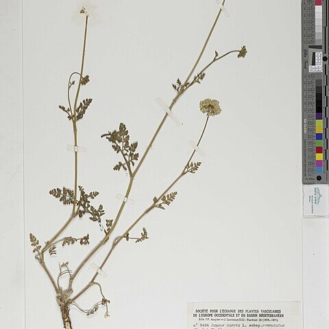 Daucus carota subsp. commutatus unspecified picture