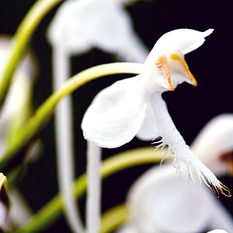 Platanthera blephariglottis var. conspicua unspecified picture