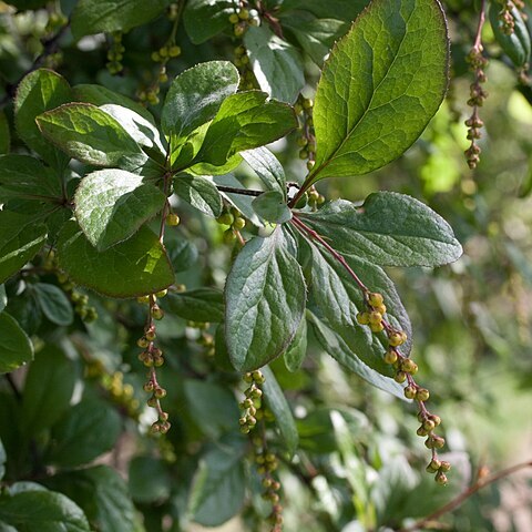 Berberis brachypoda unspecified picture