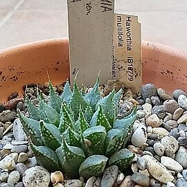 Haworthia emelyae var. multifolia unspecified picture