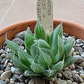 Haworthia bolusii var. blackbeardiana unspecified picture