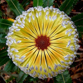 Banksia unspecified picture