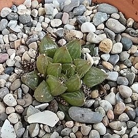 Haworthia mirabilis var. consanguinea unspecified picture