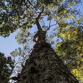 Terminalia acuminata unspecified picture