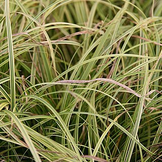 Carex dolichostachya unspecified picture