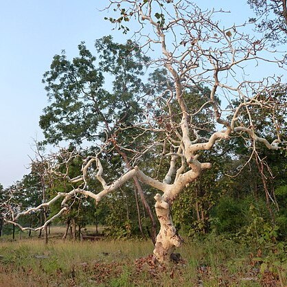 Sterculia urens unspecified picture