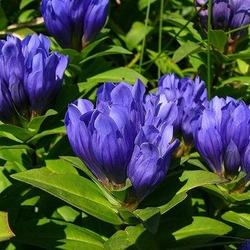 Gentiana triflora unspecified picture