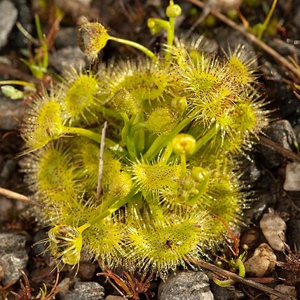 Drosera hookeri unspecified picture