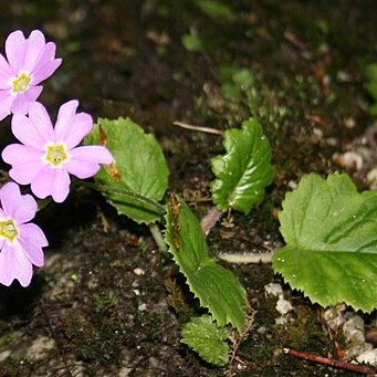 Primula tosaensis unspecified picture