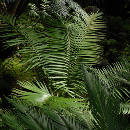 Ceratozamia unspecified picture