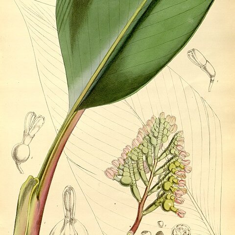 Alpinia boia unspecified picture