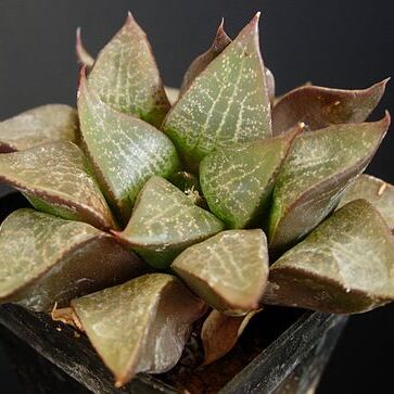 Haworthia emelyae var. comptoniana unspecified picture