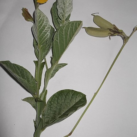 Crotalaria rubiginosa unspecified picture