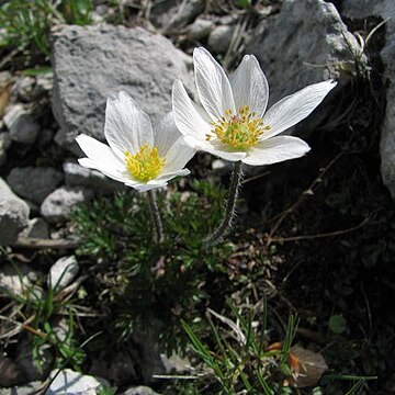 Anemone pavoniana unspecified picture