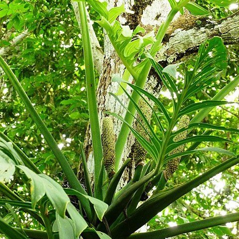 Monstera pinnatipartita unspecified picture