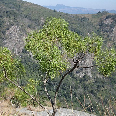 Heteromorpha arborescens unspecified picture