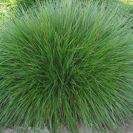 Festuca nigrescens unspecified picture