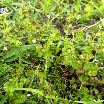 Lindernia grandiflora unspecified picture