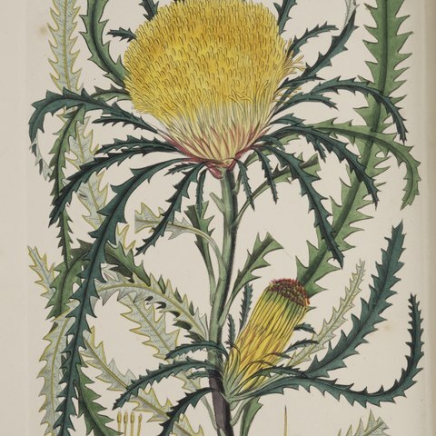 Banksia prolata unspecified picture