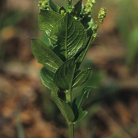 Mercurialis ovata unspecified picture