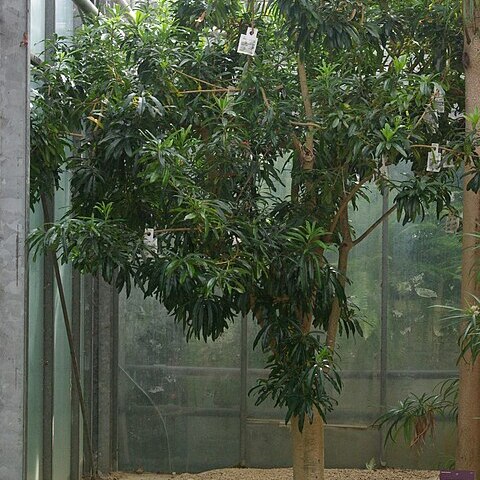 Pittosporum balfourii unspecified picture