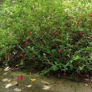 Fuchsia bracelinae unspecified picture