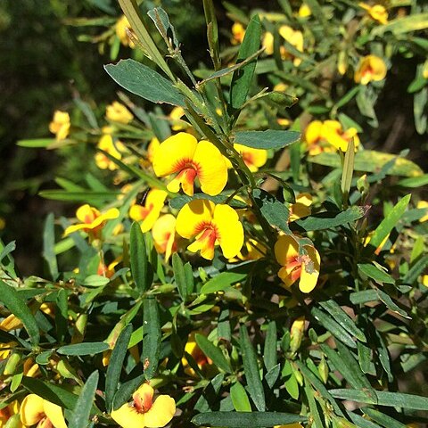 Bossiaea linophylla unspecified picture