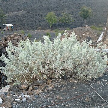 Artemisia gorgonum unspecified picture