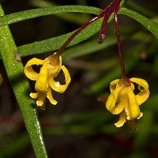 Persoonia nutans unspecified picture