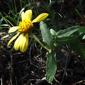 Lipochaeta heterophylla unspecified picture