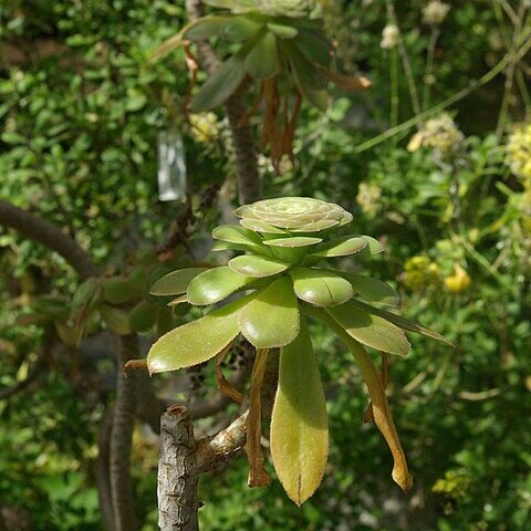 Sinapidendron sempervivifolium unspecified picture