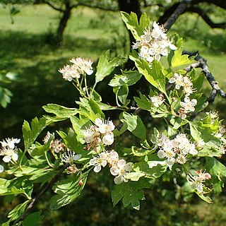 Crataegus pseudoheterophylla unspecified picture